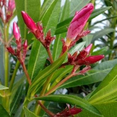 Nerium oleander