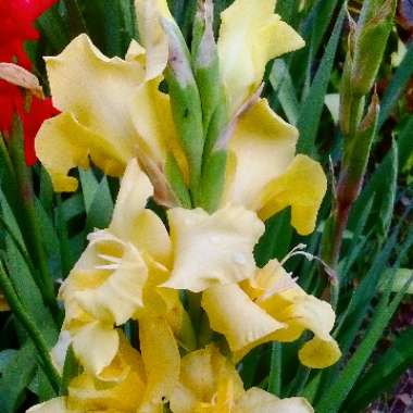 Gladiolus