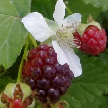 Rubus idaeus