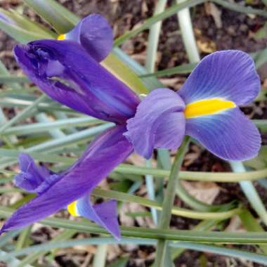 Iris x hollandica 'Blue Magic'