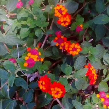 Lantana camara