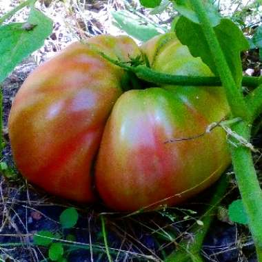 Solanum lycopersicum  syn. Lycopersicon lycopersicum