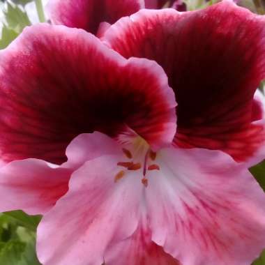 Pelargonium x domesticum