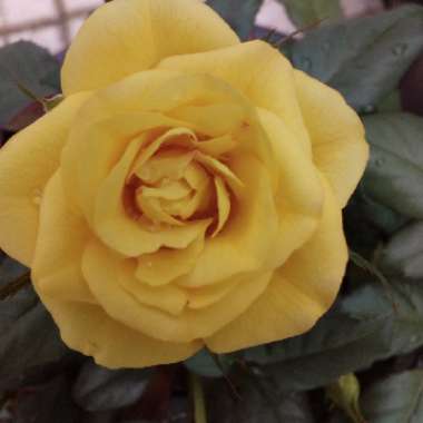 Rosa 'Old Scotch Yellow'