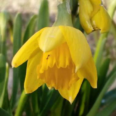 Narcissus 'Tête-à-Tête'