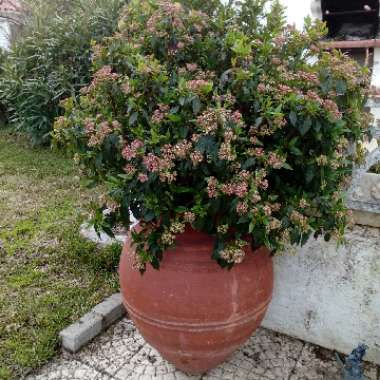 Viburnum bitchiuense