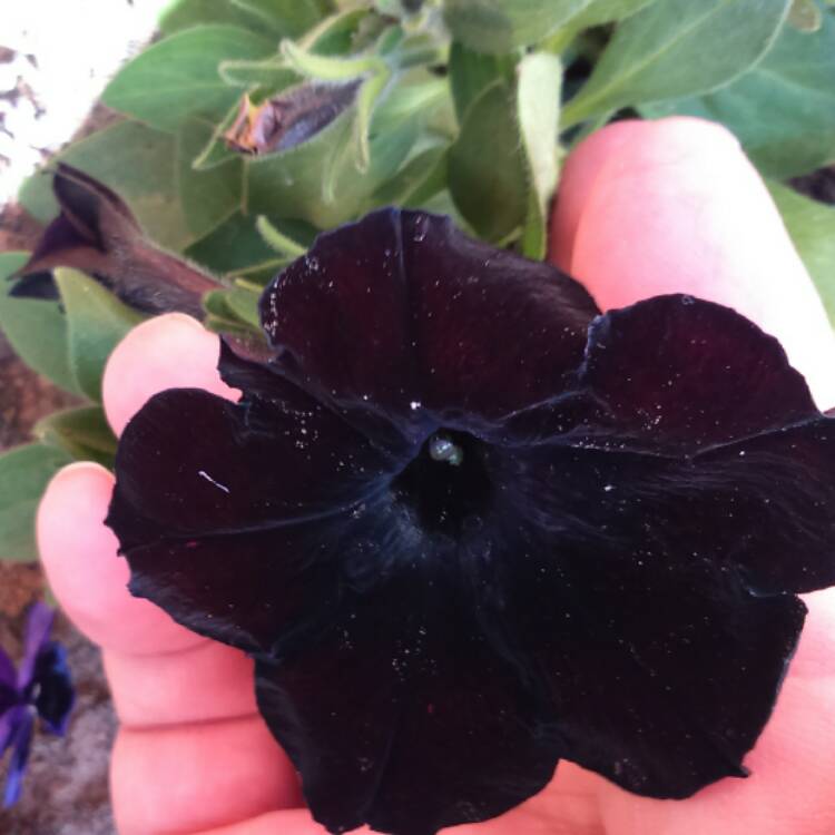 Plant image Petunia 'Black Velvet'