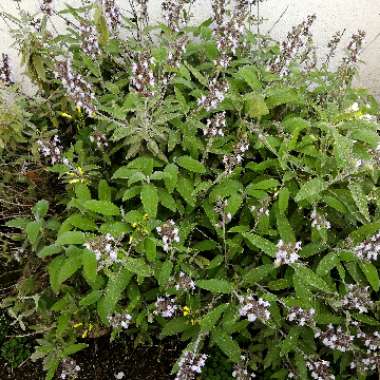 Salvia officinalis