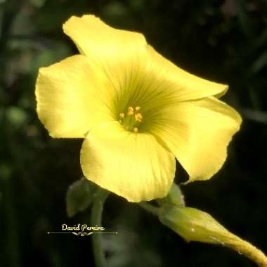 Oxalis Pes-Caprae