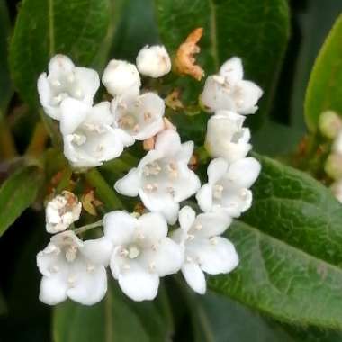 Viburnum