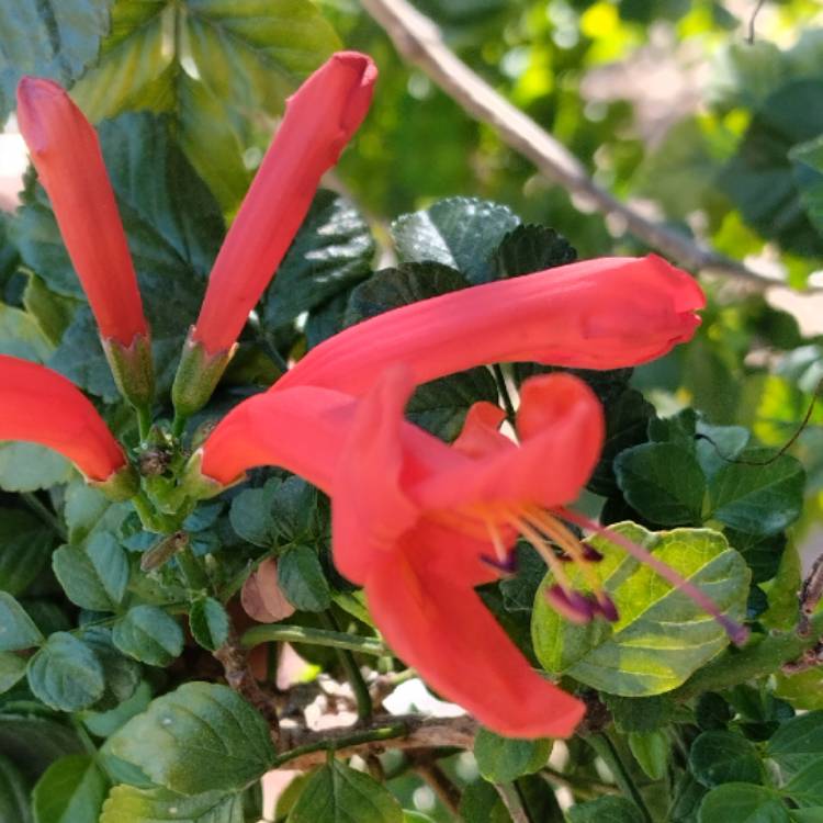 Plant image Tecoma Capensis