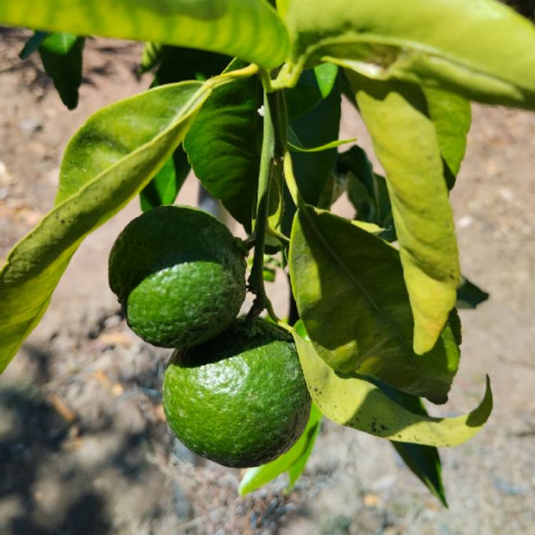 Plant image Citrus x clementina