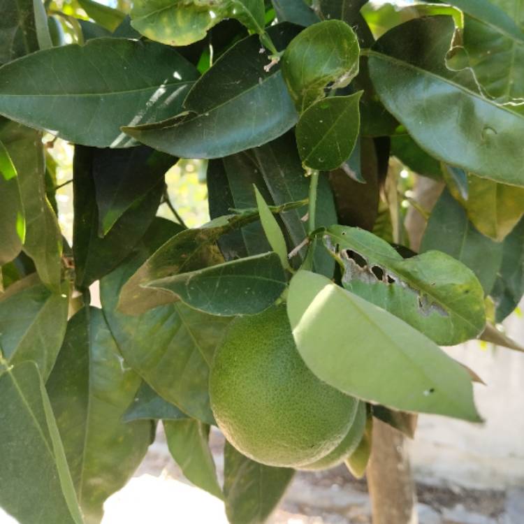 Plant image Citrus sinensis