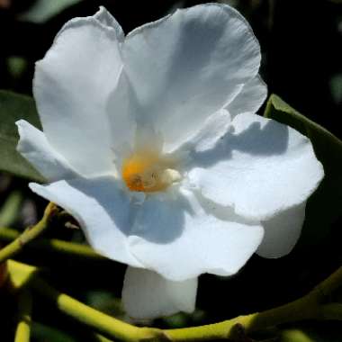 Nerium oleander