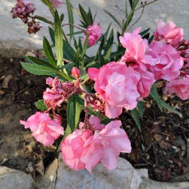 Nerium oleander