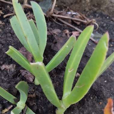 Carpobrotus