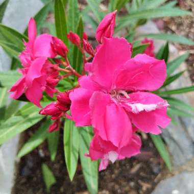 Nerium oleander