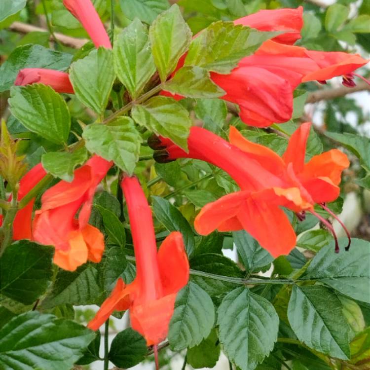 Plant image Tecoma Capensis