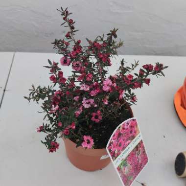 Leptospermum scoparium