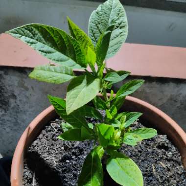 Brugmansia arborea