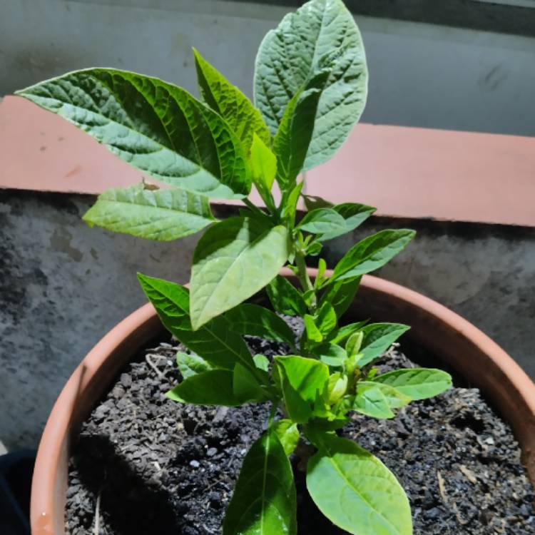 Plant image Brugmansia arborea