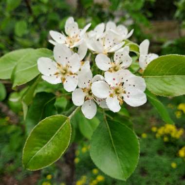 Pyrus communis