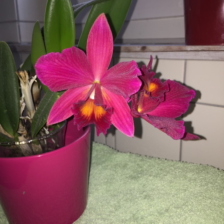 Plant image Cattleya labiata