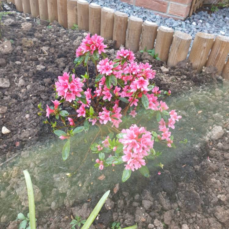 Plant image Rhododendron obtusum 'Silvester'