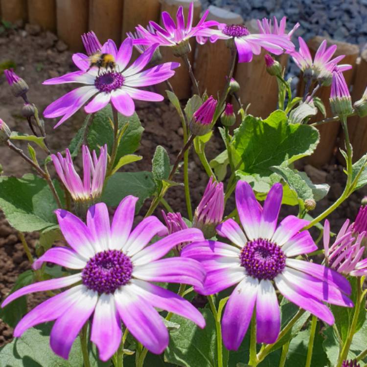 Plant image Pericallis x hybrida 'Sunsenbaibai' (Senetti Series) syn. Pericallis 'Senetti Violet Bicolor'