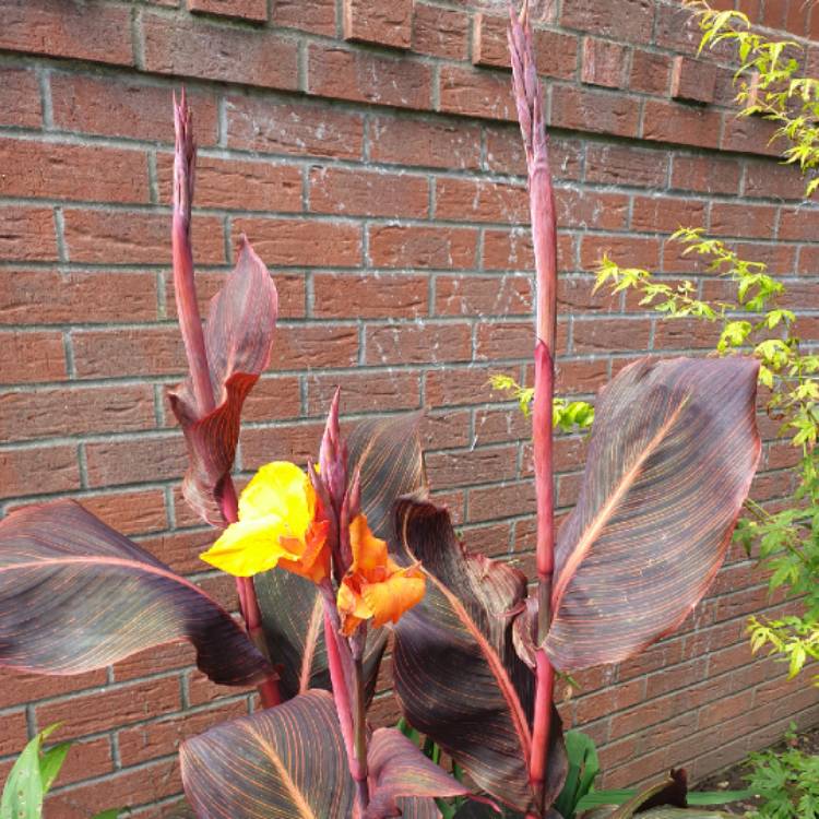 Plant image Canna 'Wyoming'