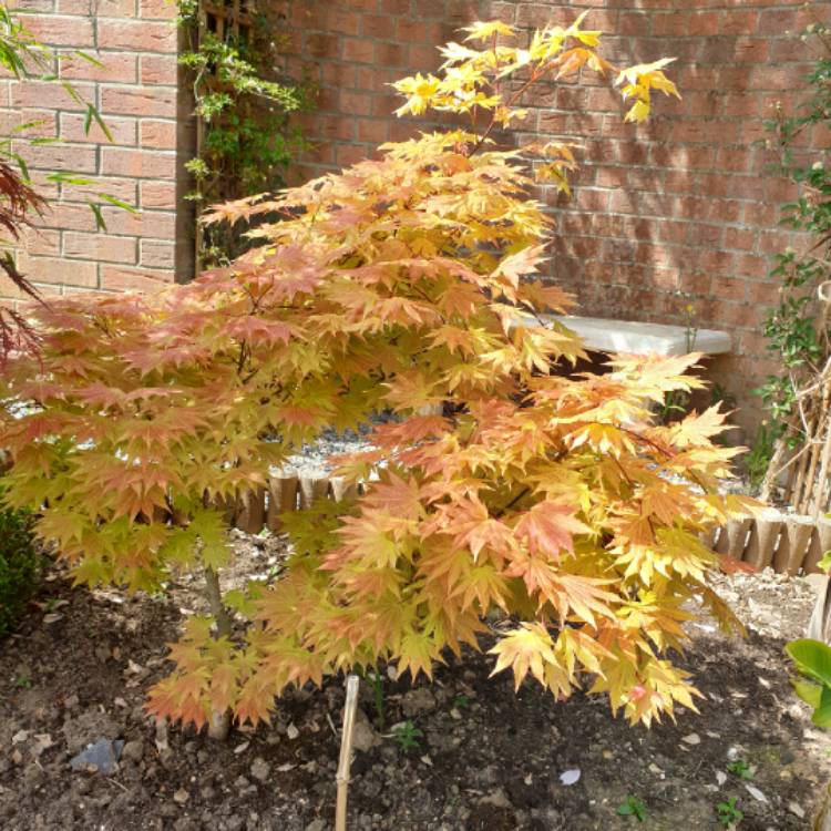 Plant image Acer shirasawanum 'Autumn Moon'