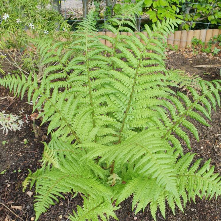 Plant image Dryopteris filix-mas