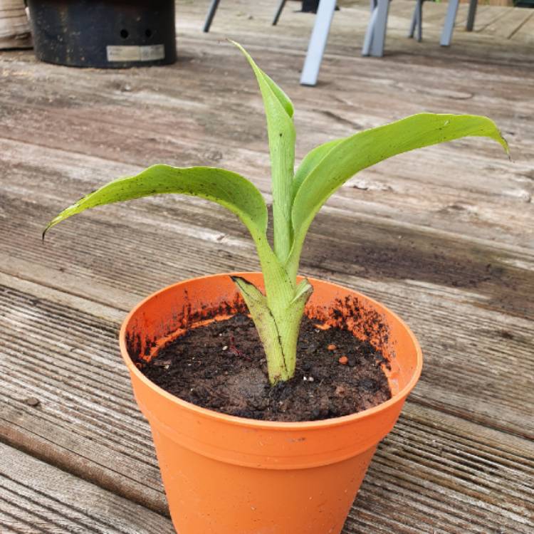 Plant image Ensete ventricosum syn. Musa ensete