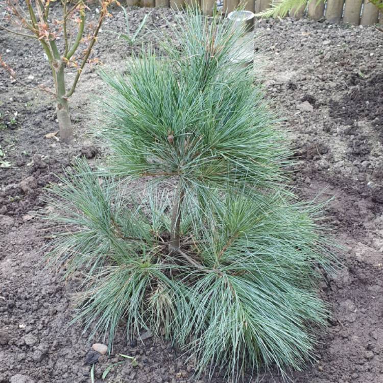 Plant image Pinus strobus