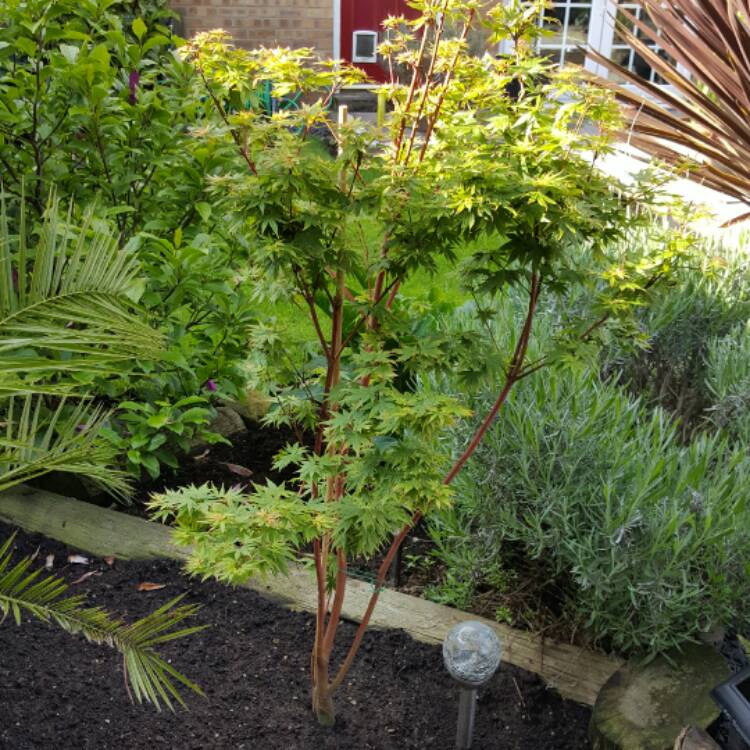 Plant image Acer palmatum 'Sango-Kaku'