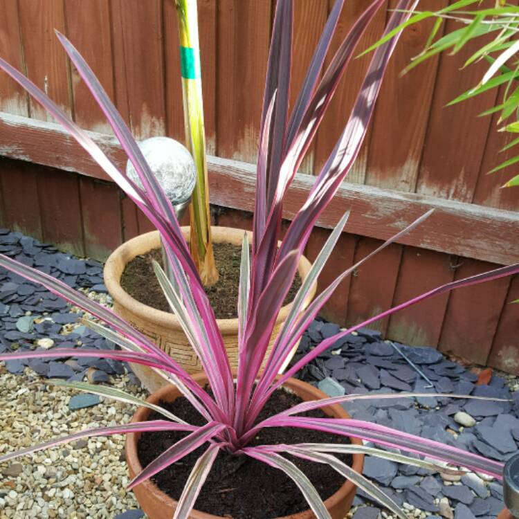 Plant image Cordyline australis 'Pink Passion'