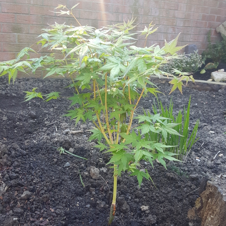 Plant image Acer Palmatum 'Bi Ho'