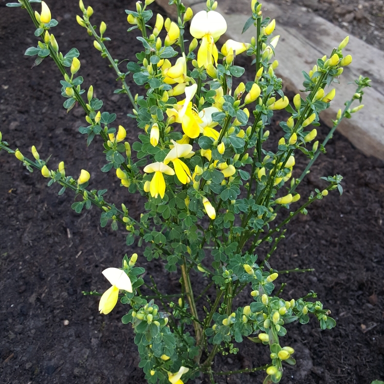 Plant image Cytisus 'Luna'