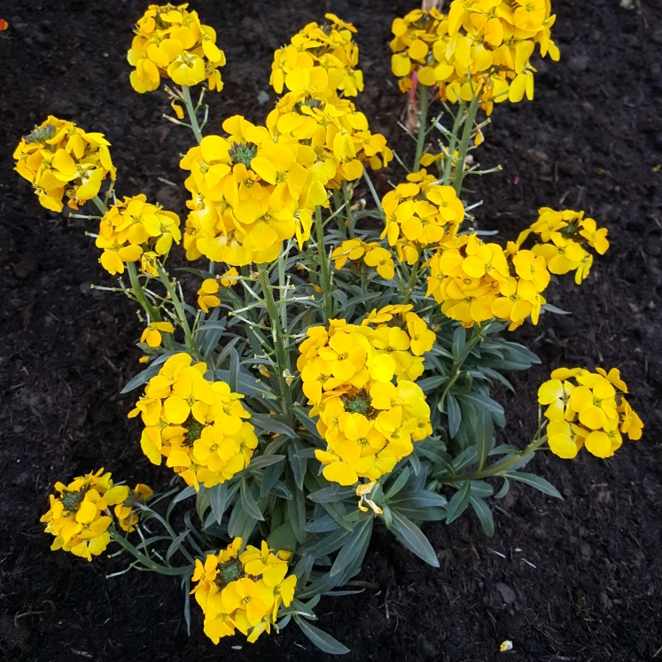 Plant image Erysimum 'Walfrasun' syn. Erysimum 'Walberton's Fragrant Sunshine'