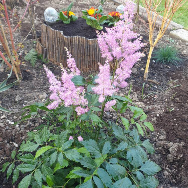 Plant image Astilbe chinensis var. pumila