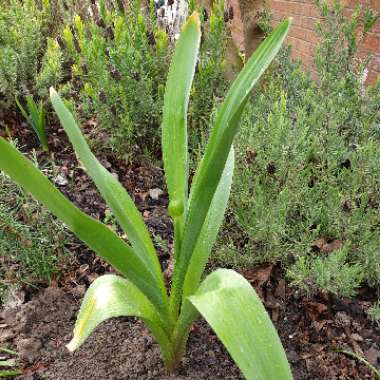 Allium 'Gladiator'