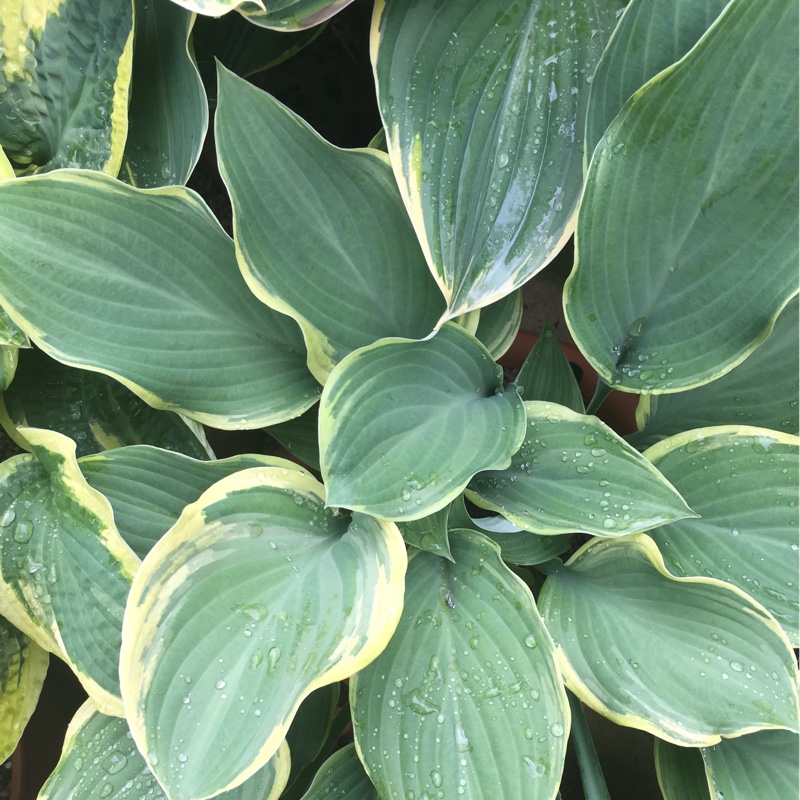 Plant image Hosta 'Regal Splendor'