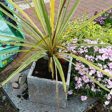 Cabbage Palm 'Torbay Dazzler'