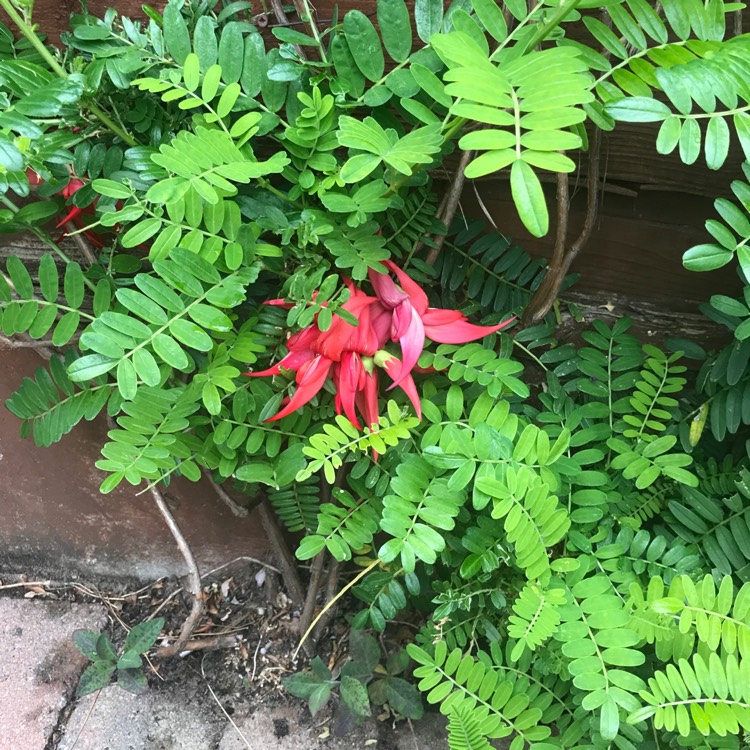 Plant image Clianthus puniceus syn. Clianthus puniceus 'Kaka Beak' ;  Clianthus puniceus 'Red Admiral'