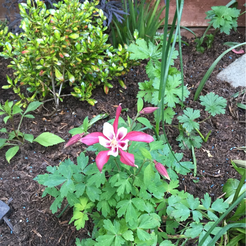 Plant image Aquilegia 'Red Hobbit'