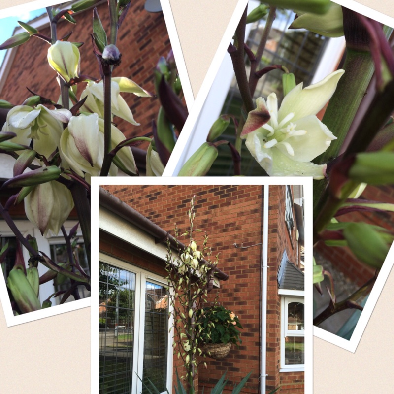 Plant image Yucca gloriosa 'Variegata'