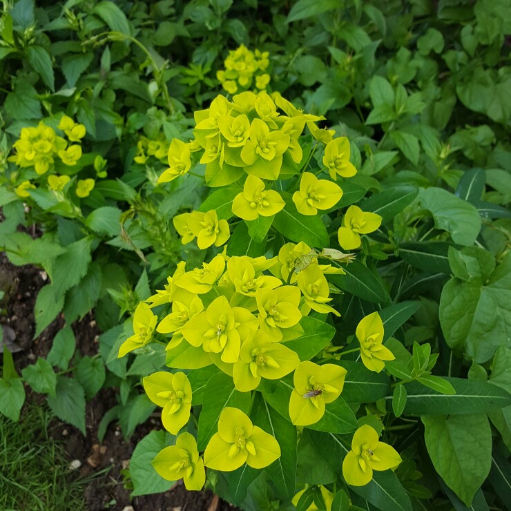 Plant image Euphorbia oblongata