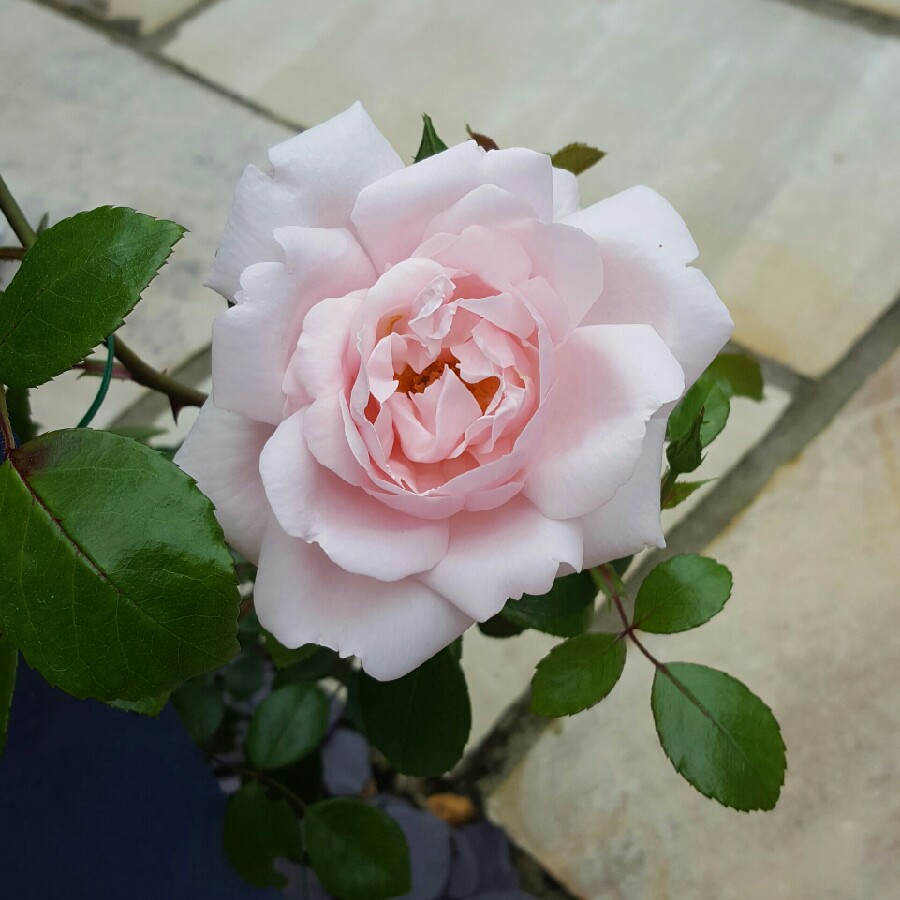 Plant image Rosa 'New Dawn' syn. Rosa 'The New Dawn'