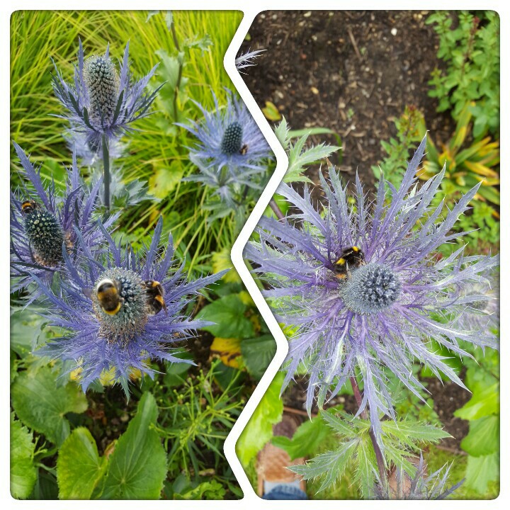 Plant image Eryngium alpinum 'Superbum'