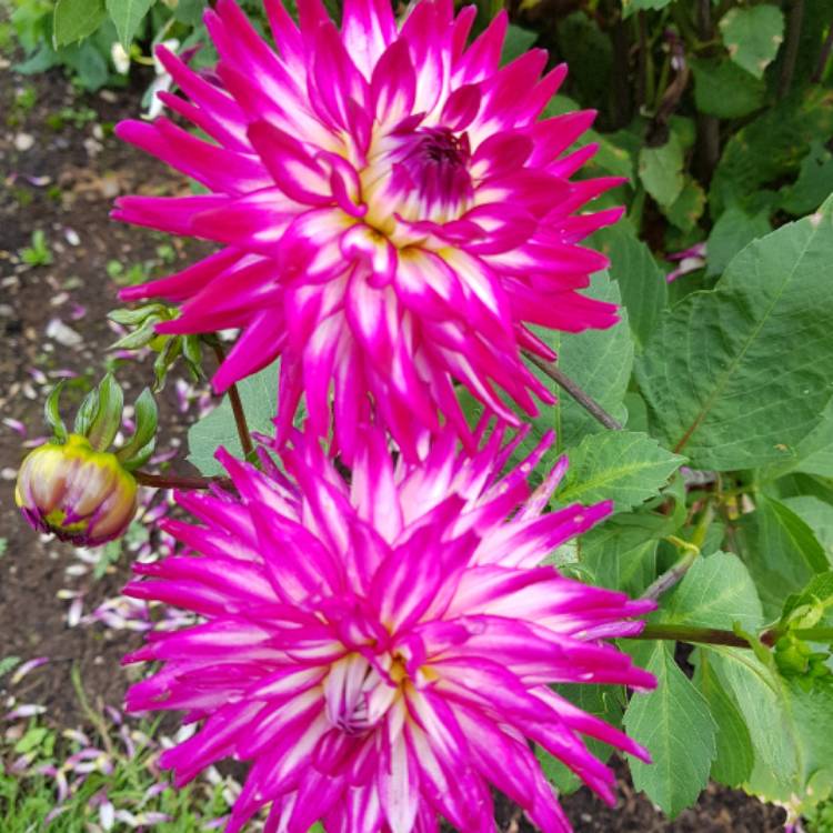 Plant image Dahlia 'Badger Twinkle'